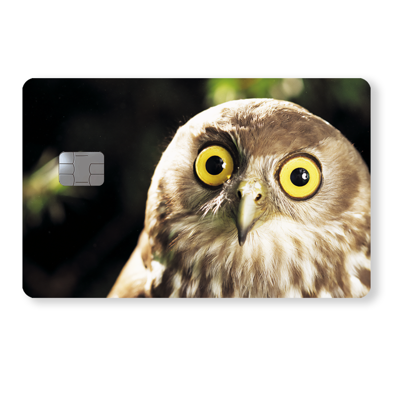 Yllätetty pöllö - Eläimet & luonto